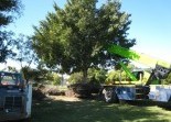 Tree Management Services Take It Outside Landscape Construction